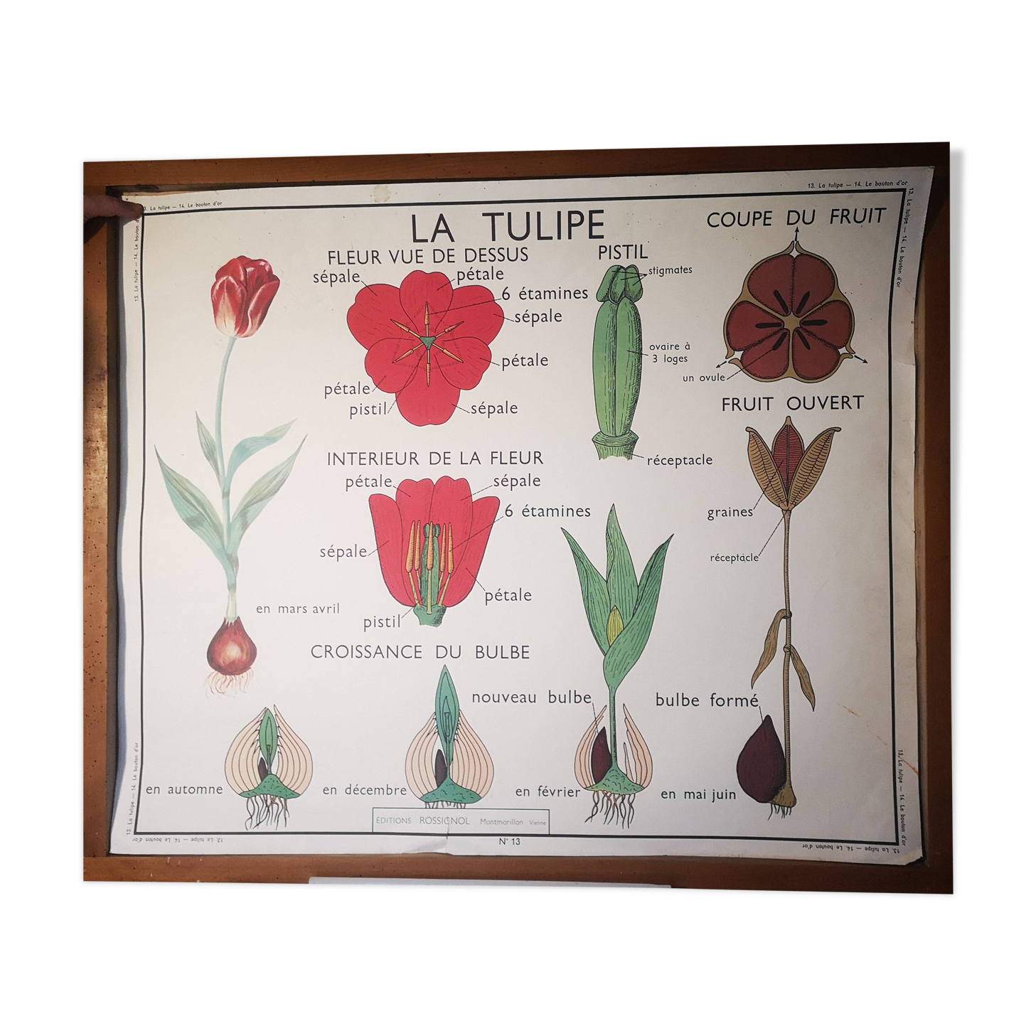 Large Botanical Nightingale Poster