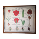 Large Botanical Nightingale Poster