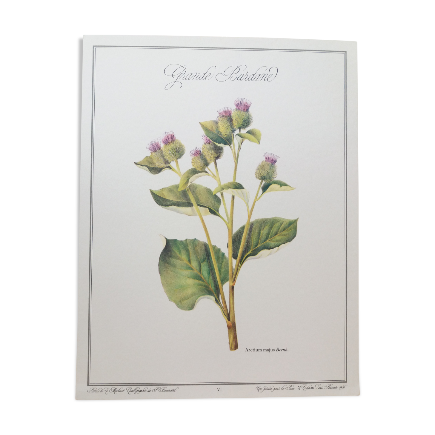 Great bardane botanical board