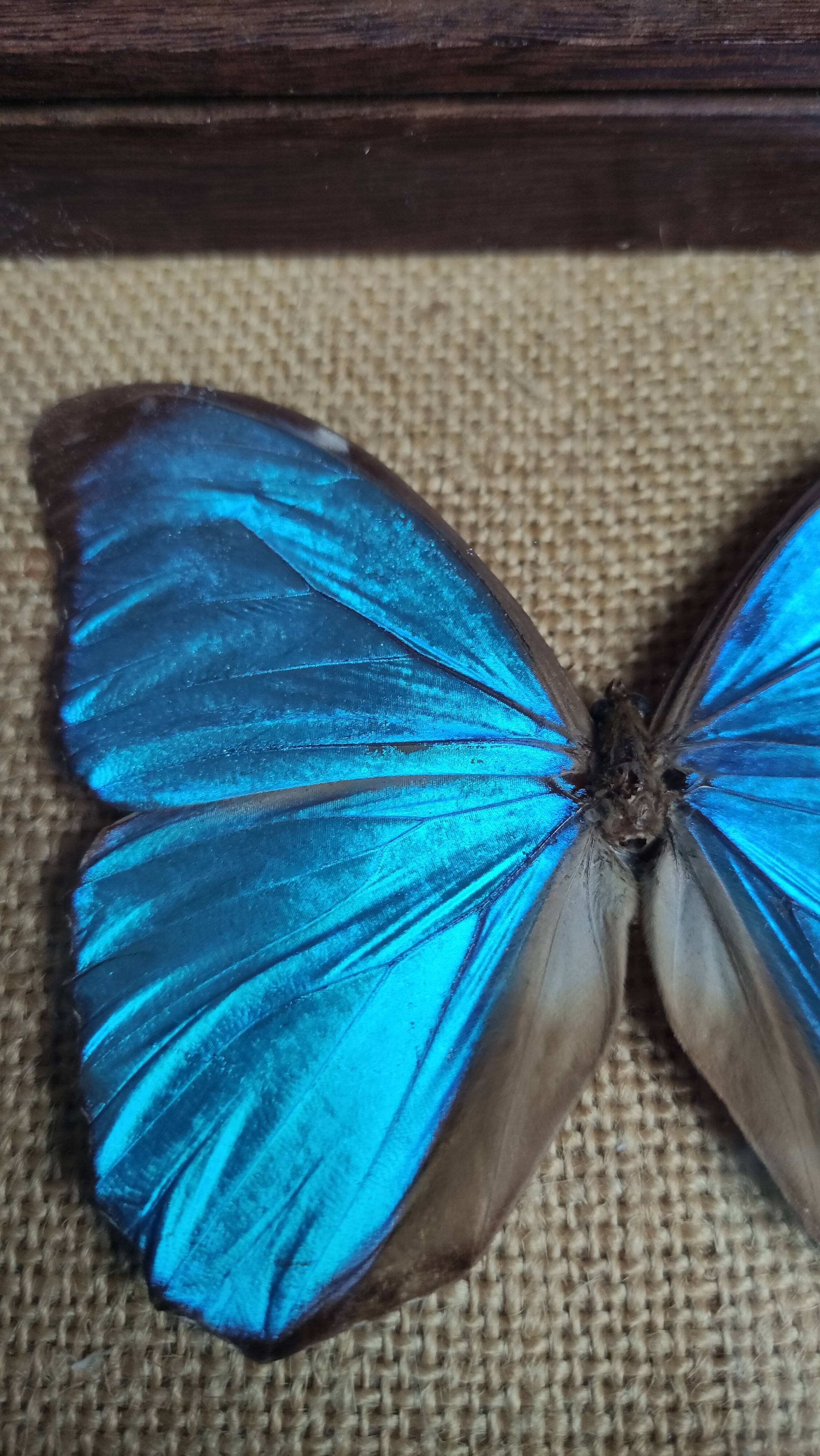 Cadre vintage d'un papillon morpho Ménélous