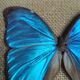 Cadre vintage d'un papillon morpho Ménélous