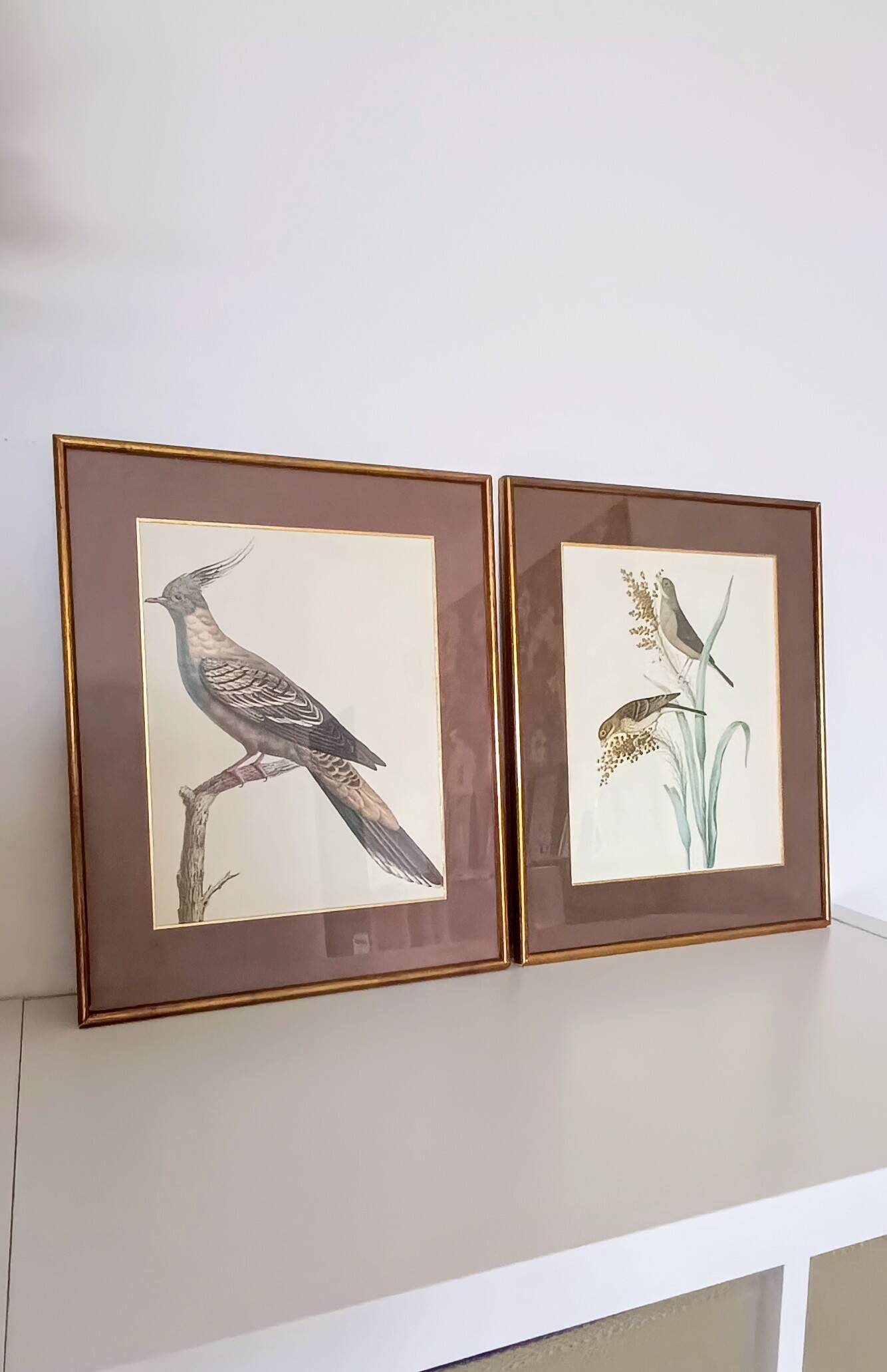 Set of 2 old bird frames, vintage ornithological paintings