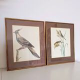 Set of 2 old bird frames, vintage ornithological paintings