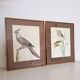 Set of 2 old bird frames, vintage ornithological paintings