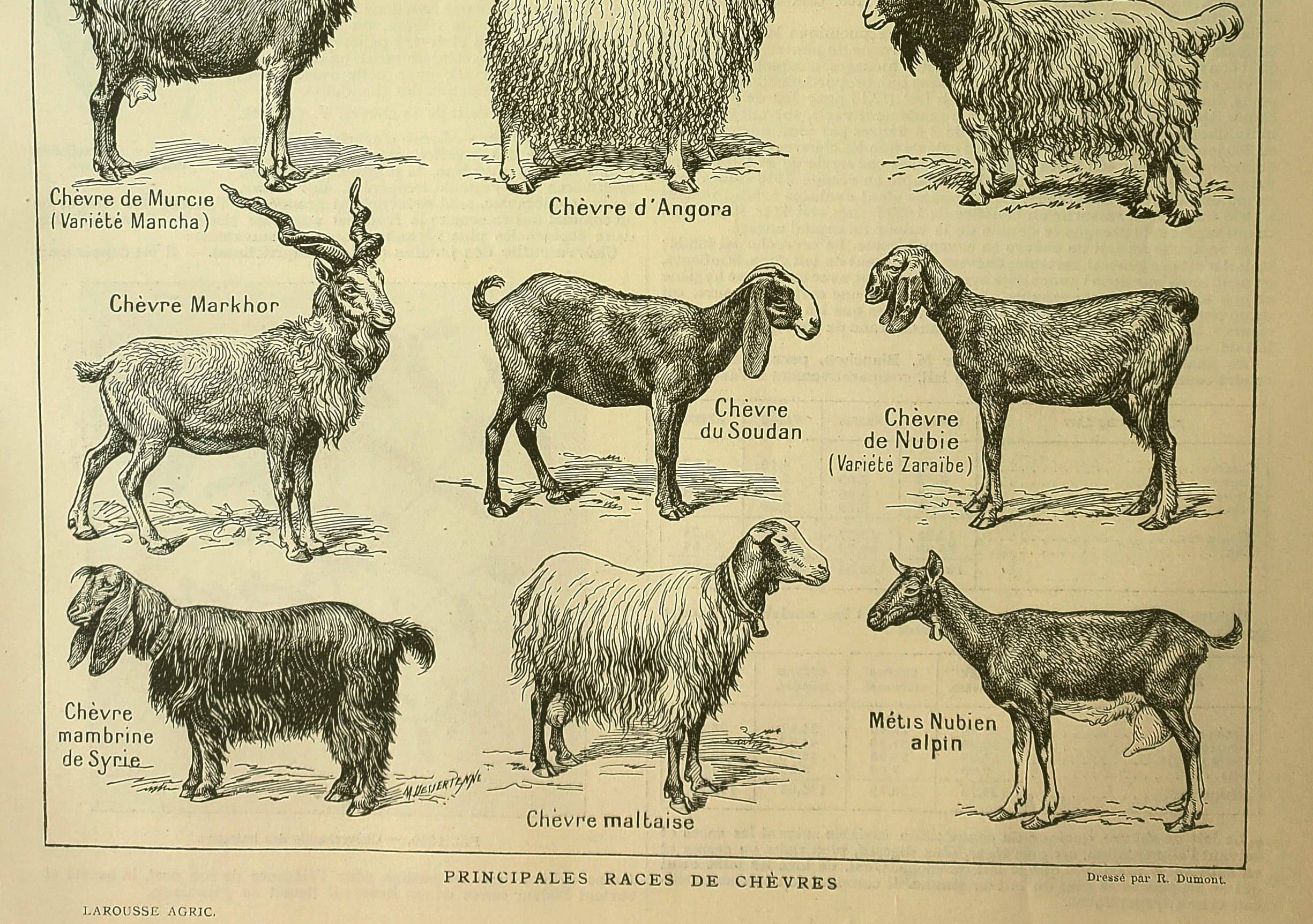 Antique engraving, 1921 - Goats by M. Dessertenne. Farm animals, plate