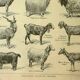 Antique engraving, 1921 - Goats by M. Dessertenne. Farm animals, plate