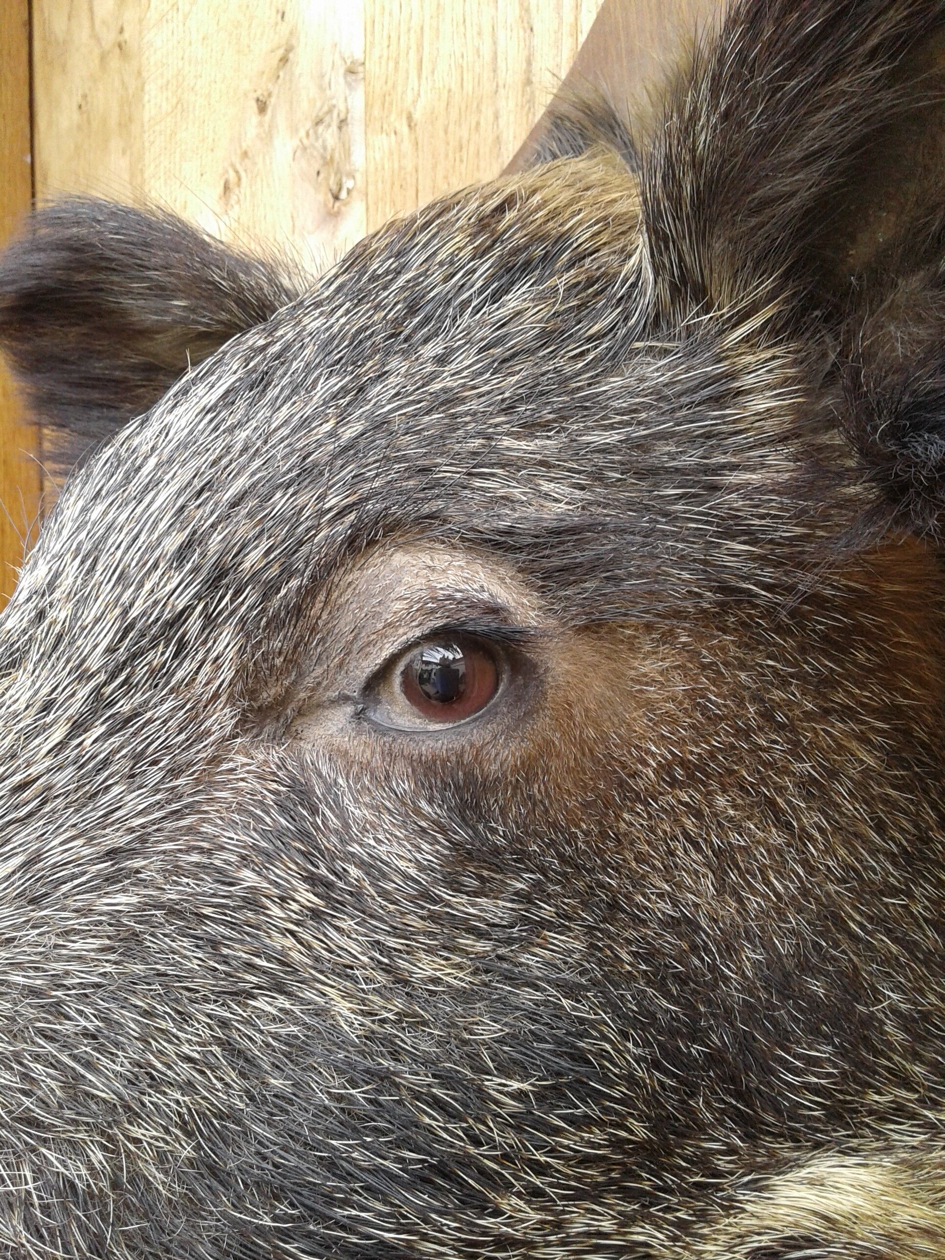 Taxidermie, tête de sanglier