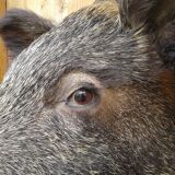 Taxidermie, tête de sanglier