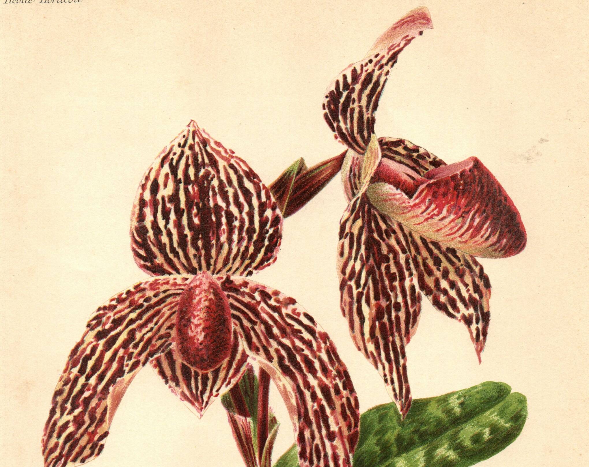 Botanical Engraving 1911 - Rolfae Orchid - Vintage floral lithograph