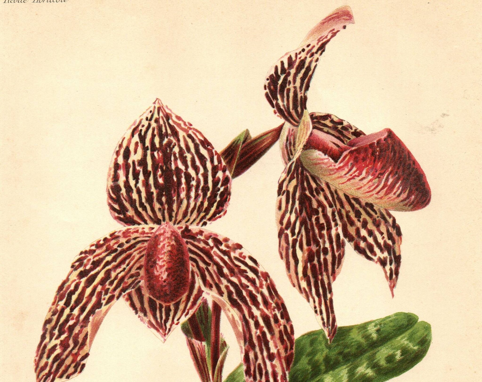 Lithographie, gravure botanique 1911 - Orchidée Rolfae