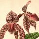 Botanical Engraving 1911 - Rolfae Orchid - Vintage floral lithograph