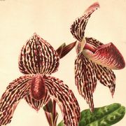 Lithographie, gravure botanique 1911 - Orchidée Rolfae