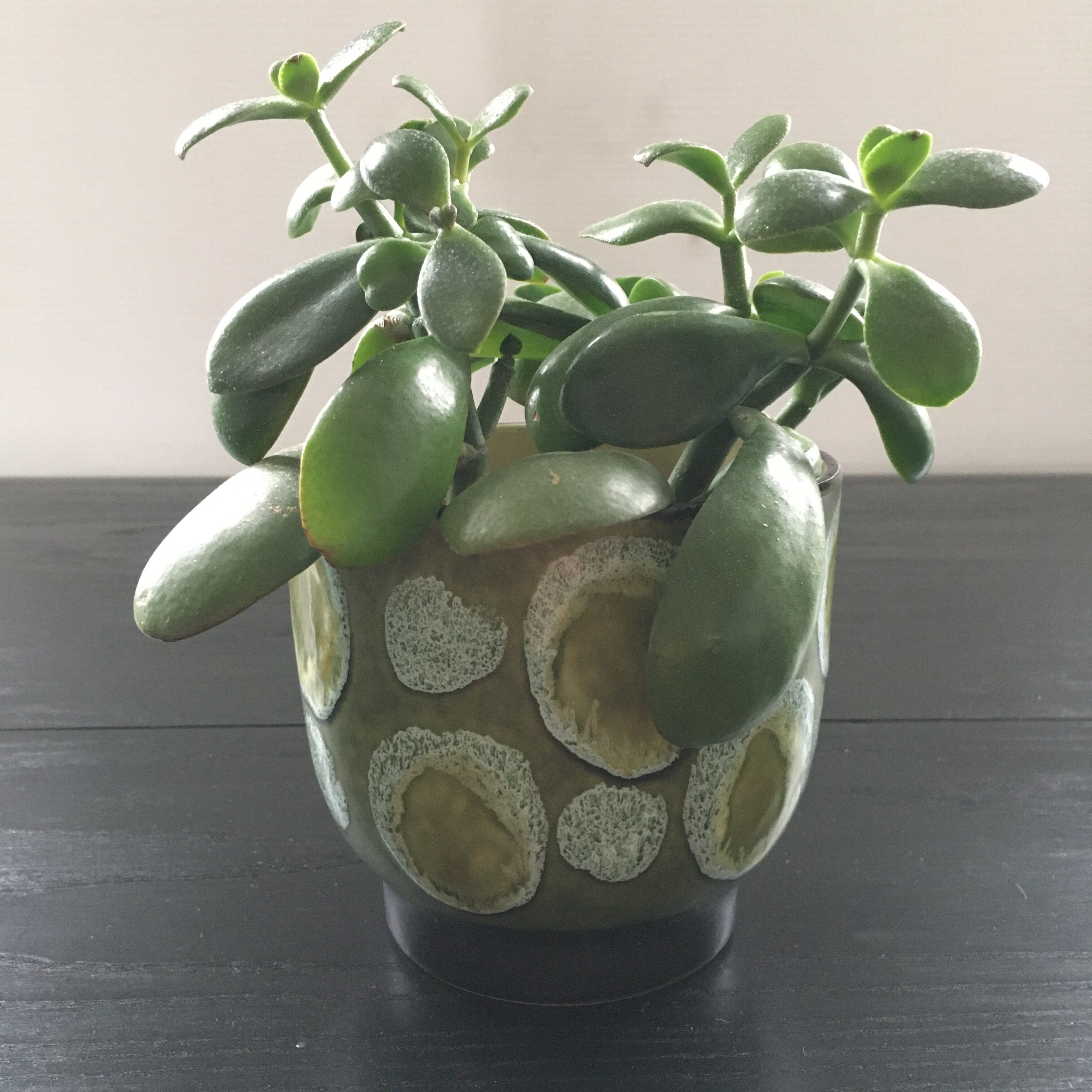 Olive green enamelled pot cache