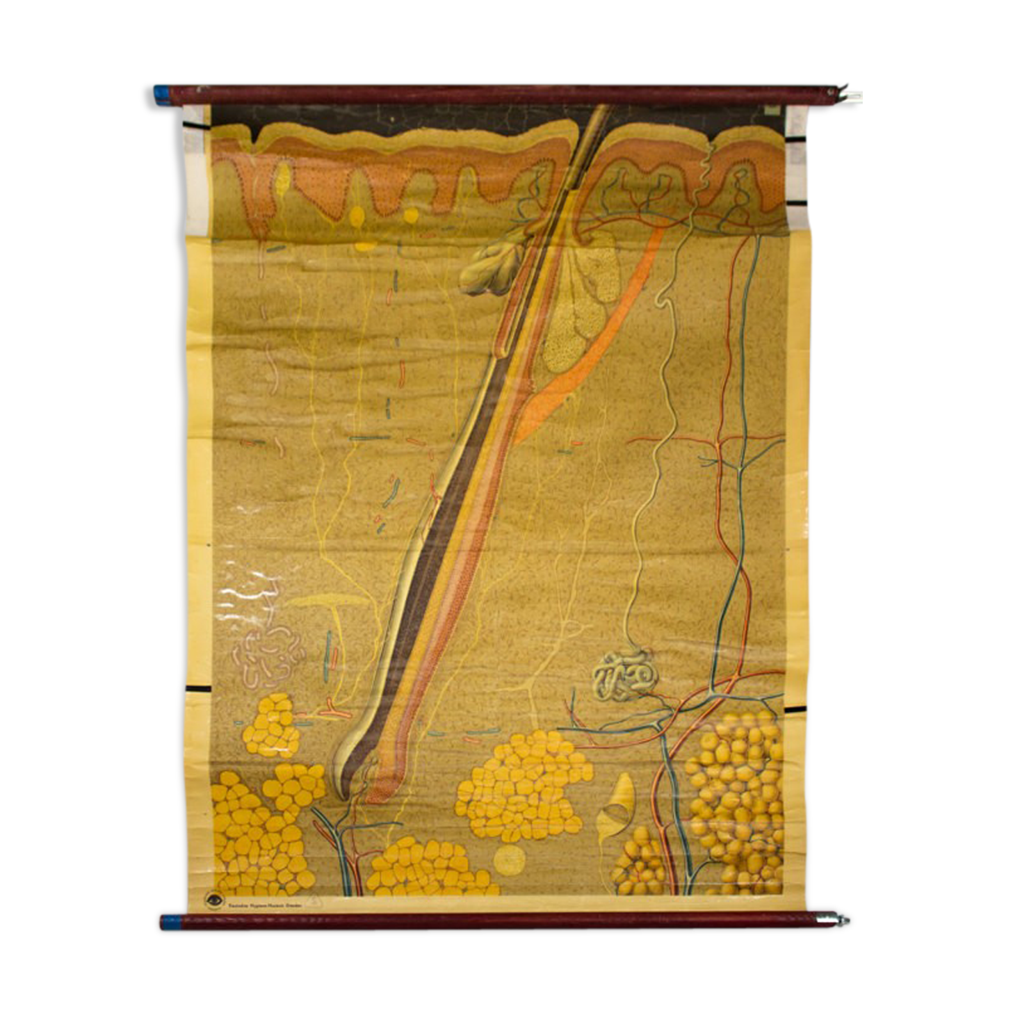 Poster graphic skin hair Deutsches Hygiene Institute 1951