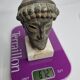 Head of Zeus in patinated plaster in imitation of bronze, 15 cm