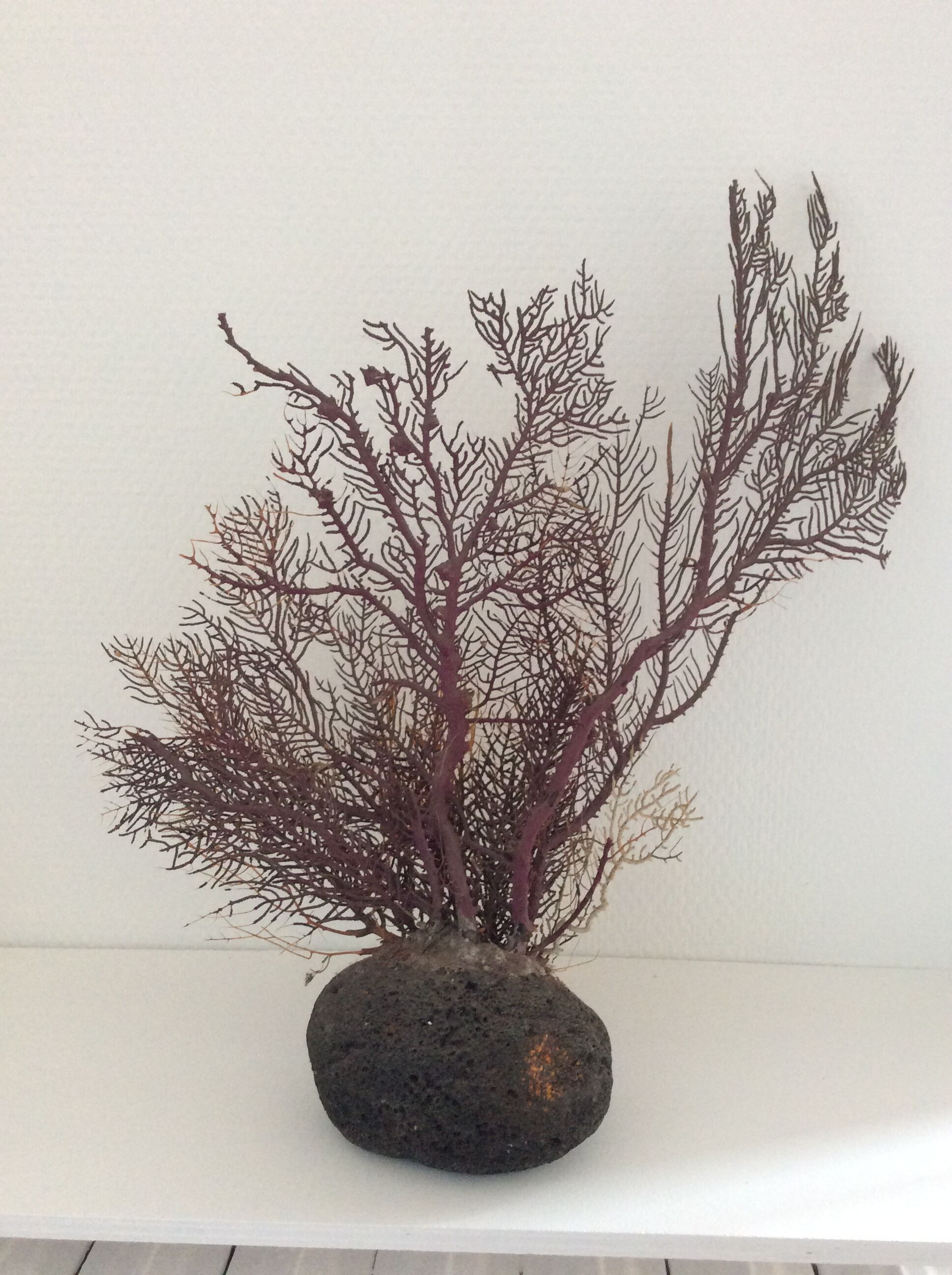 Coral vintage Gorgon