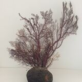 Coral vintage Gorgon