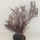 Corail gorgone vintage