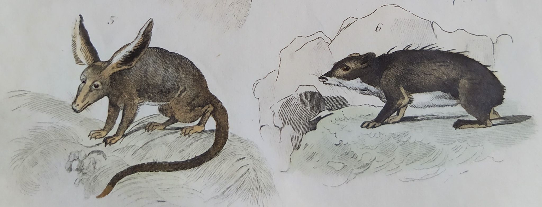 Planche zoologique originale " mulet, bardeau, aye aye,... - buffon 1838
