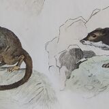 Original Zoological Plate " Mulet, Bardeau, Aye Aye,... - Buffon 1838