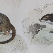 Planche zoologique originale " mulet, bardeau, aye aye,... - buffon 1838