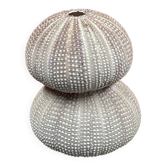 Cabinet of curiosities, sea urchin shell