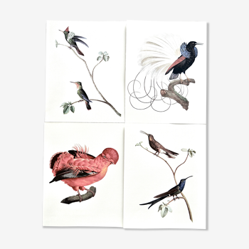 Lot of 4 ornithological boards