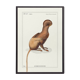 Chimera lithograph engraving animal - the maricoq