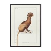 Chimera lithograph engraving animal - the maricoq