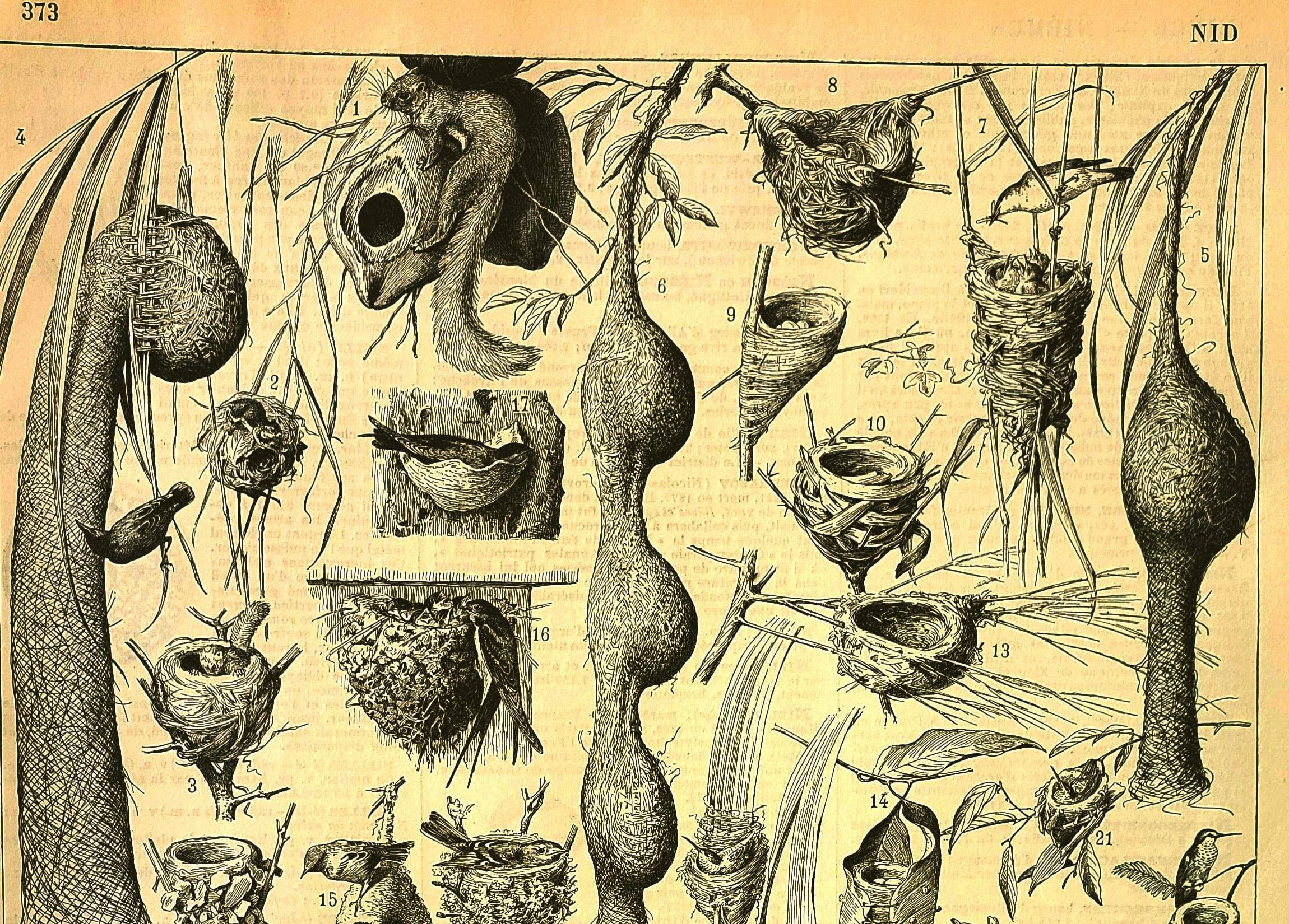 Gravure ancienne 1897 A. Millot - Nid, Nid d'oiseaux et autres animaux