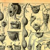 Antique engraving 1897 A. Millot - Nest, Birds' nest and other animals