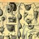 Antique engraving 1897 A. Millot - Nest, Birds' nest and other animals
