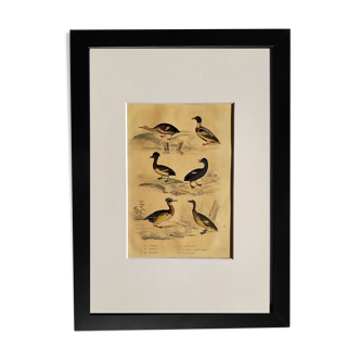 Planche ornithologique originale " Chipeau - Tadorne - Morillon -&c.." Buffon 1837
