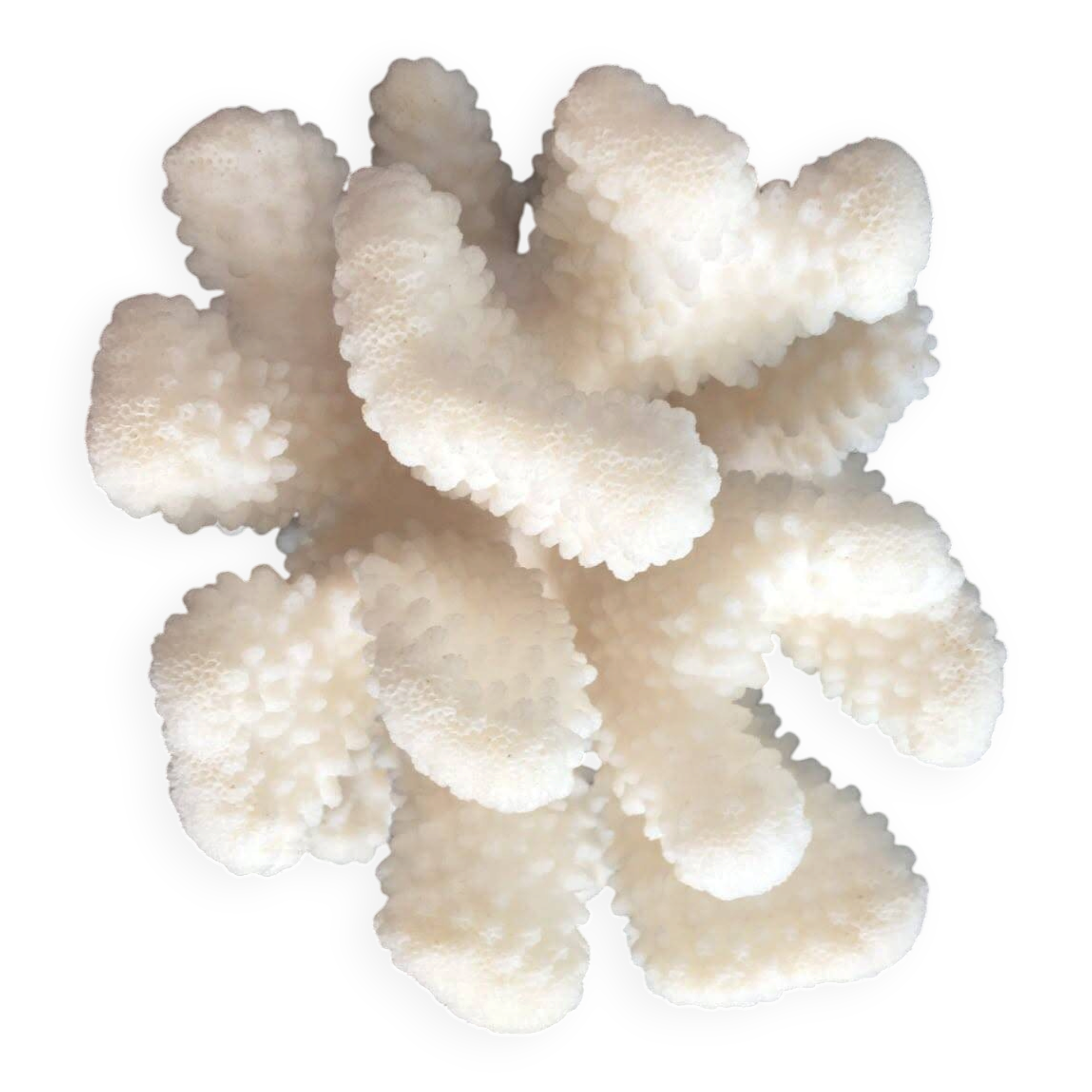 Branch coral