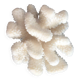 Branch coral