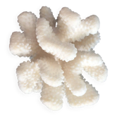 Branch coral