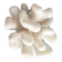 Branch coral