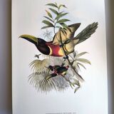 Vintage illustration. J. Gould's Double-collared Araçari – toucan birds