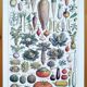 Set of two posters on vegetables and plants