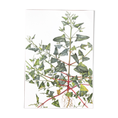 Botanical plate 1976