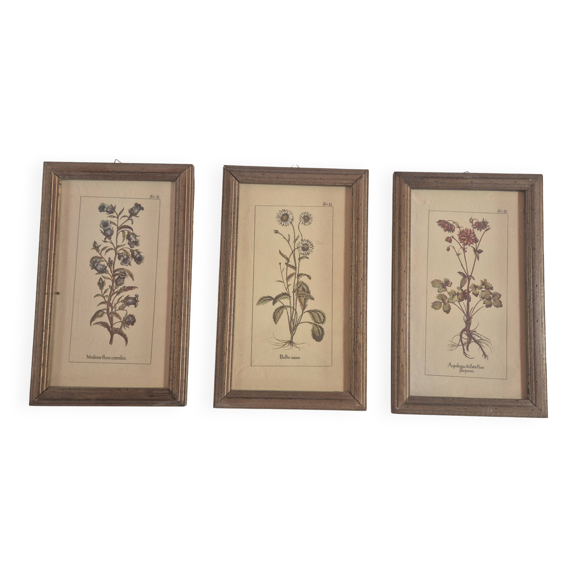 set of 3 vintage floral plant triptych posters
