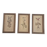 set of 3 vintage floral plant triptych posters
