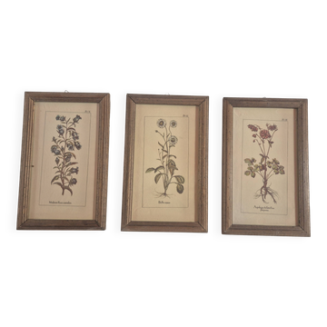 set of 3 vintage floral plant triptych posters