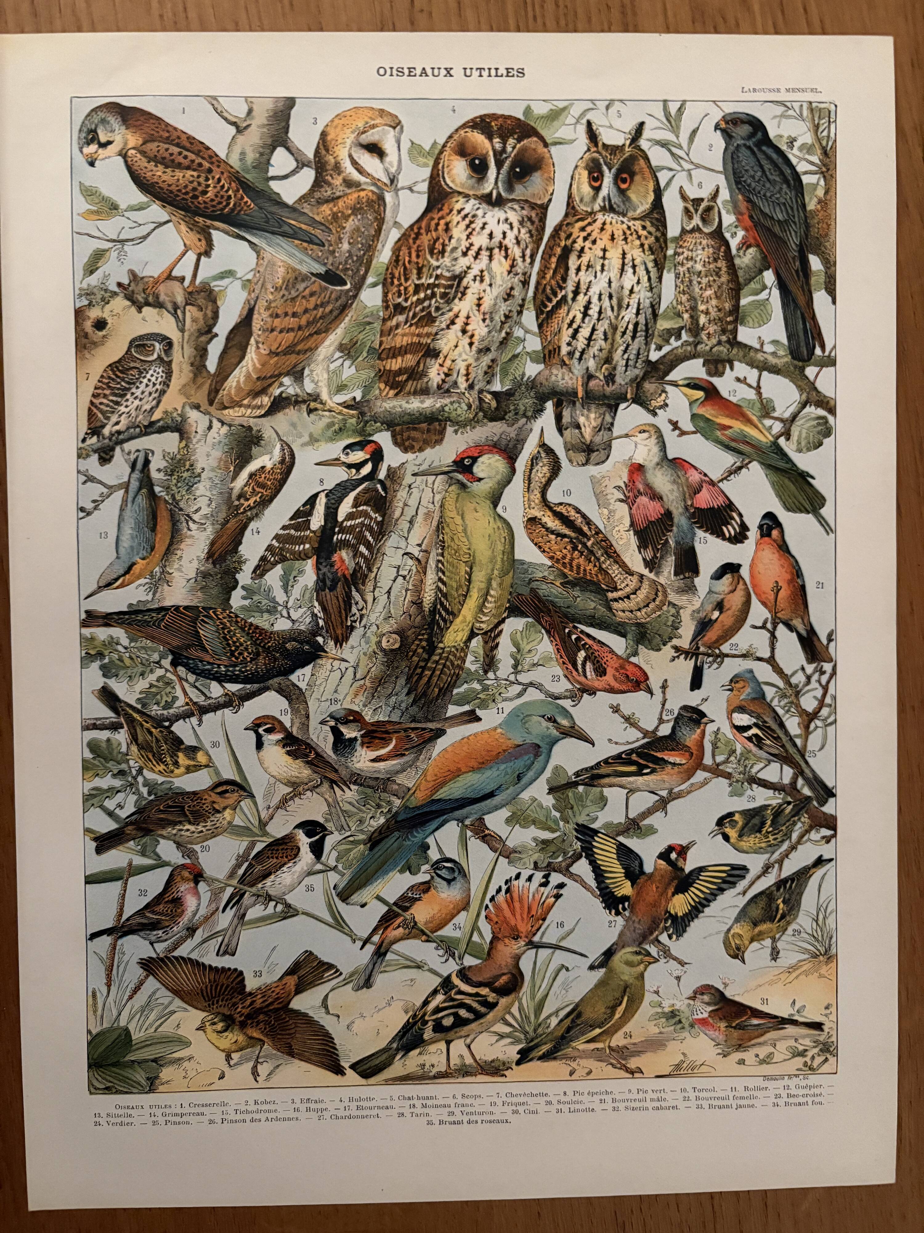 Planche illustrée vintage sur les oiseaux utiles (cresserelle) - 1910