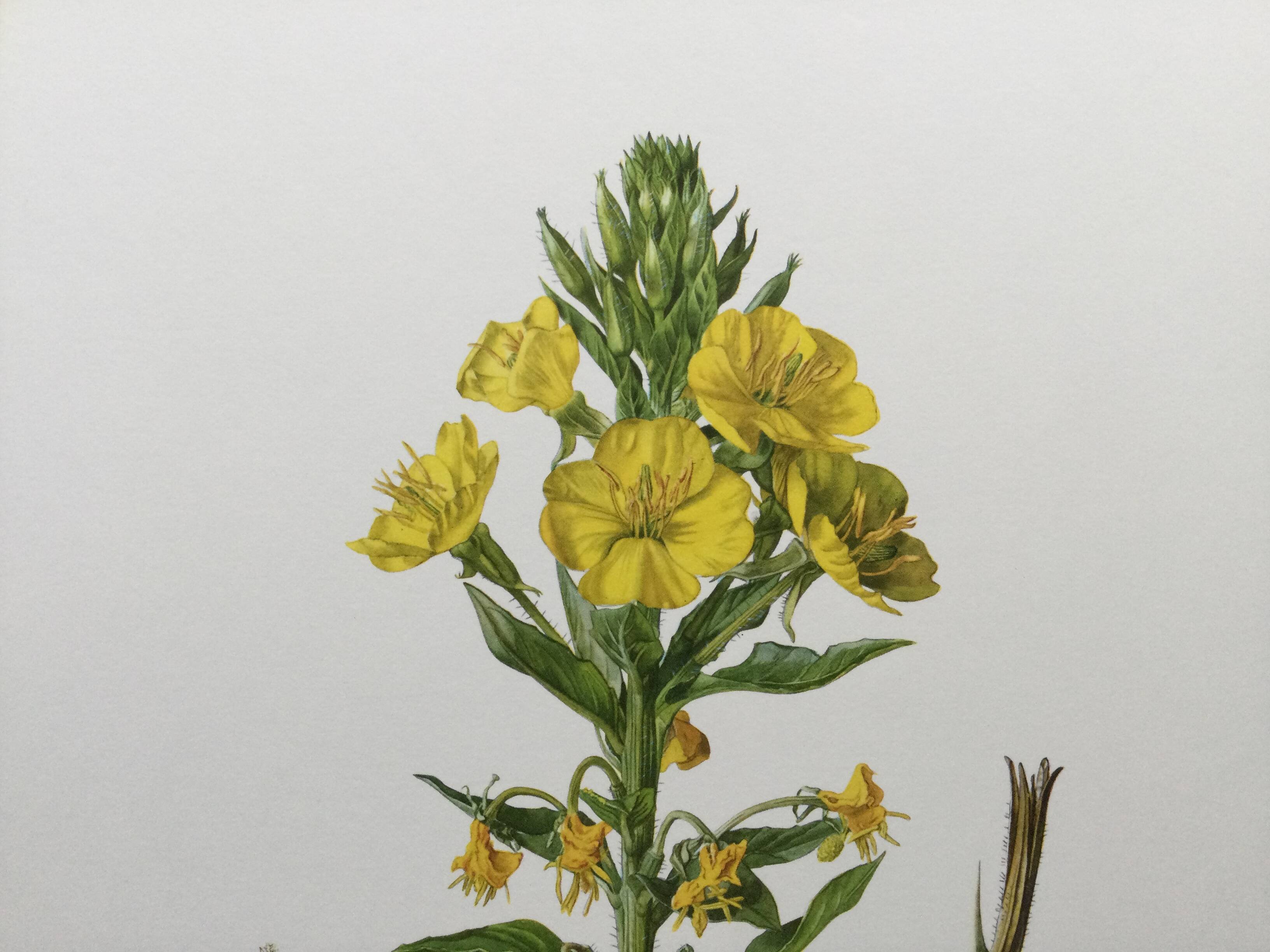 Botanical Illustration Flower Evening Primrose Vintage Print 60s