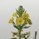Botanical Illustration Flower Evening Primrose Vintage Print 60s