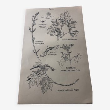 Maple botanical poster