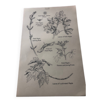 Maple botanical poster