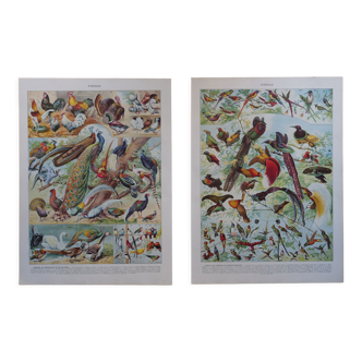 Lithographies originales sur les oiseaux de basse-cour et les oiseaux de paradis