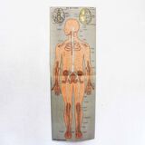 Ancienne illustration d'anatomie du XIXeme